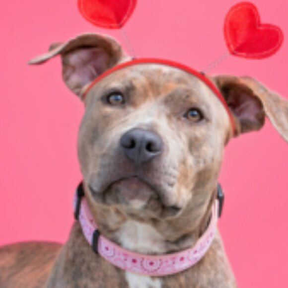 Pitbulls: The Most Misunderstood Dog - Picture 4 of 11